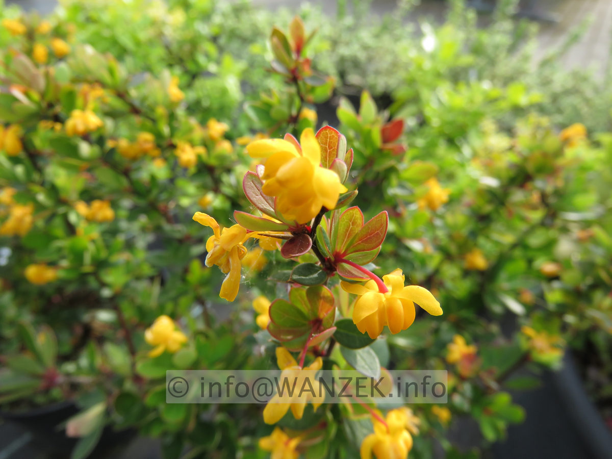 Berberis buxifolia Nana  Blueten 02.JPG